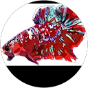 肖年安啦 profile picture